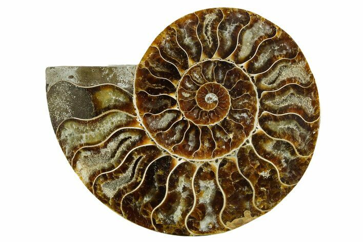 Cut & Polished Ammonite Fossil (Half) - Madagascar #369601